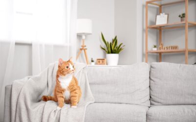 Top tips for moving with pets